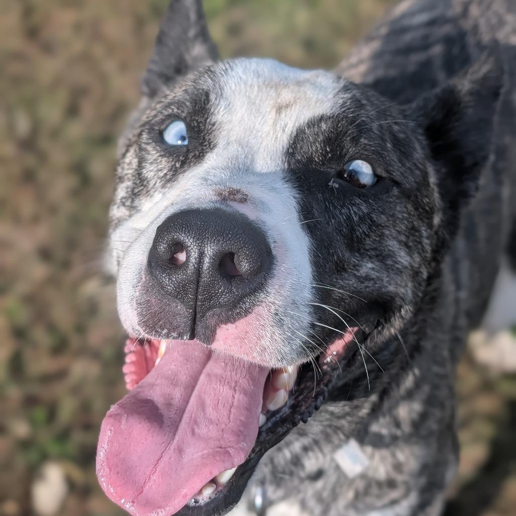 Enlarge Fern, a Adoptable Husky in Jasper, IN image 4/6