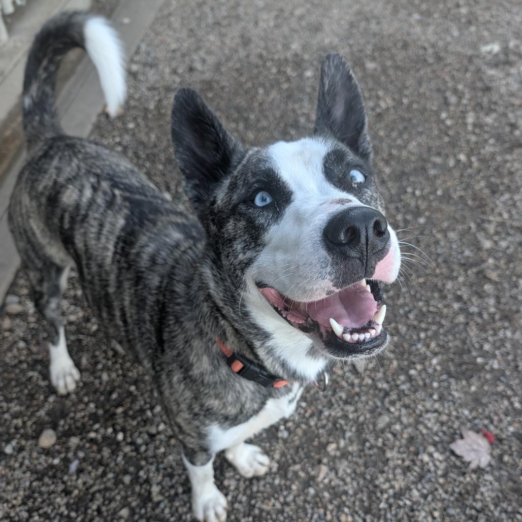 Enlarge Fern, a Adoptable Husky in Jasper, IN image 5/6