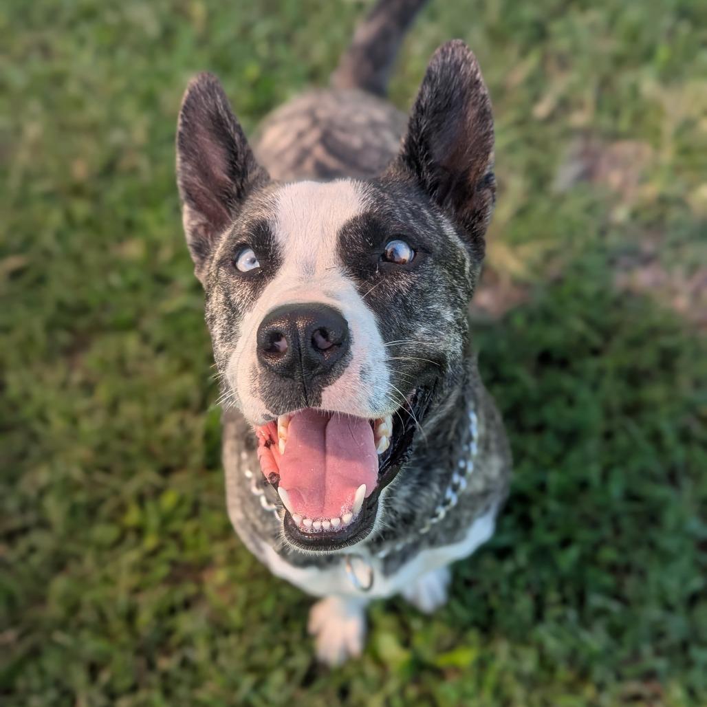 Enlarge Fern, a Adoptable Husky in Jasper, IN image 6/6
