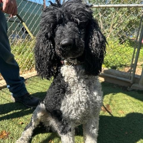 Enlarge Bugatti, a Adoptable Standard Poodle in Agua Dulce, CA image 1/2