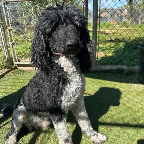 Enlarge Bugatti, a Adoptable Standard Poodle in Agua Dulce, CA image 2/2