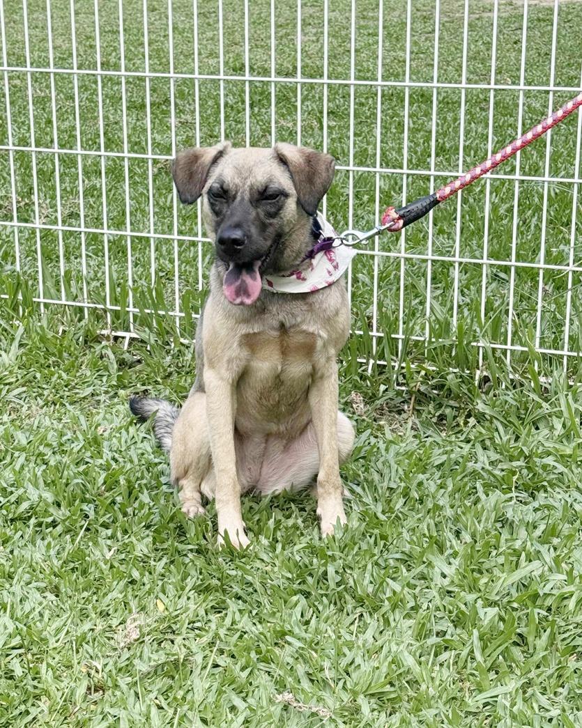 Enlarge Annie, a Adoptable mixed breed in Norwalk, CT image 2/6