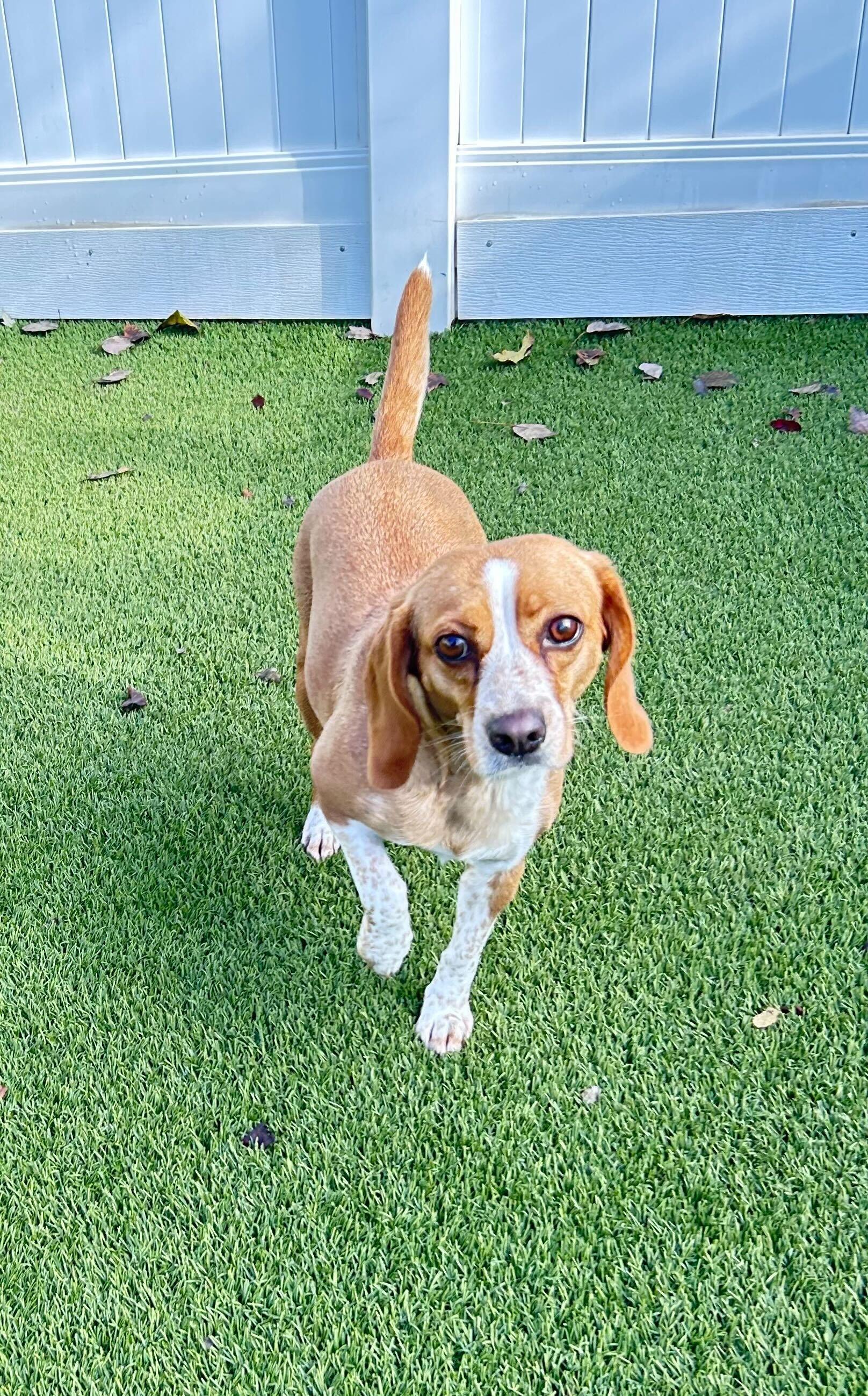 Sally, Adoptable, Young Female Beagle.