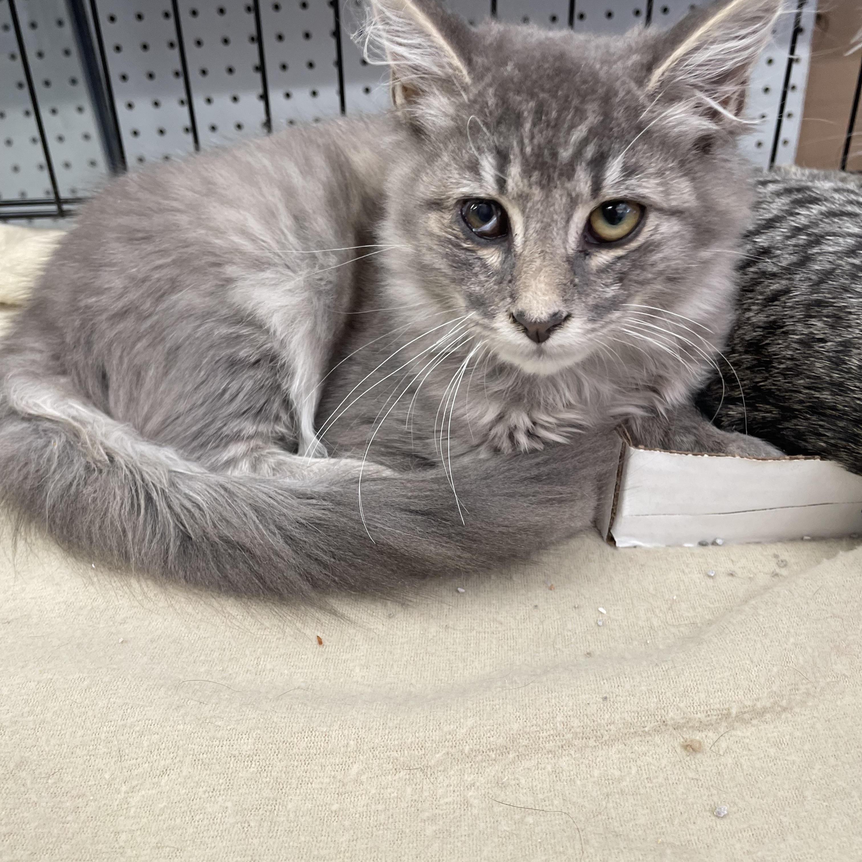 Enlarge Zelda, a ADOPTABLE Domestic Medium Hair in Westfield, NJ image 2/2