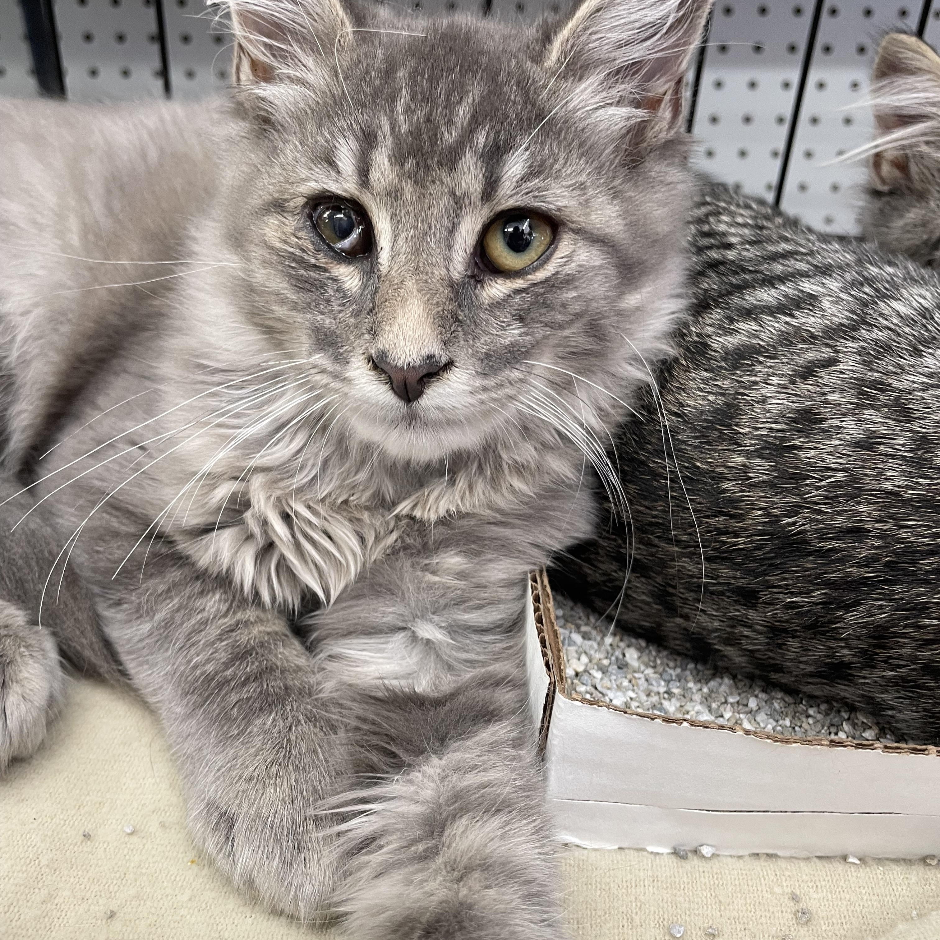 Zelda, ADOPTABLE, Kitten Female Domestic Medium Hair.