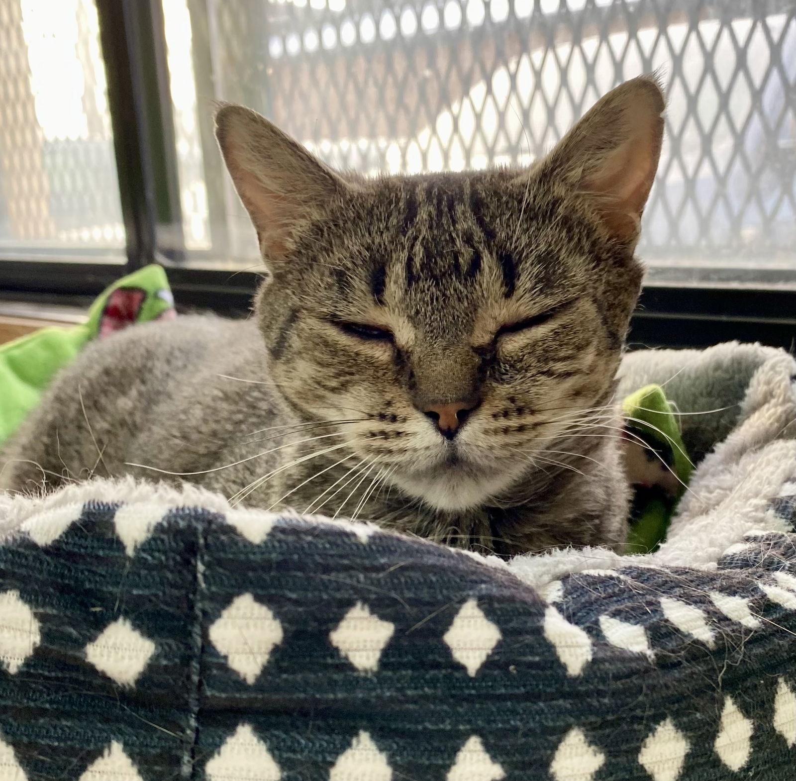 Big Bird, Adoptable, Adult Female Domestic Short Hair & Tabby.