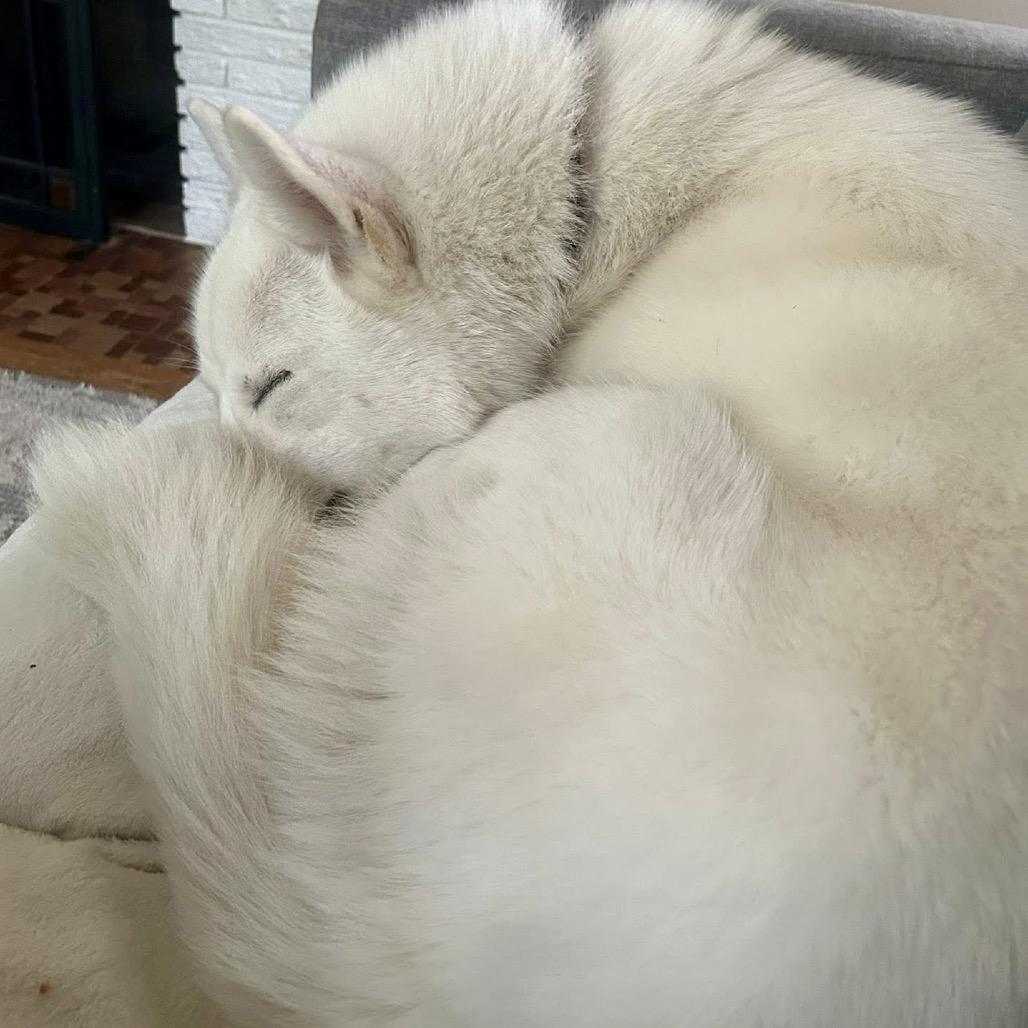 Frankie, a Adoptable mixed breed in Blaine, MN image 1/6