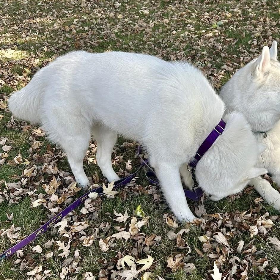 Frankie, a Adoptable mixed breed in Blaine, MN image 2/6