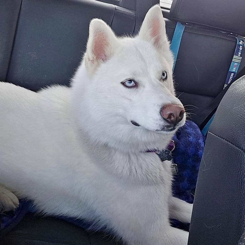 Frankie, a Adoptable mixed breed in Blaine, MN image 3/6