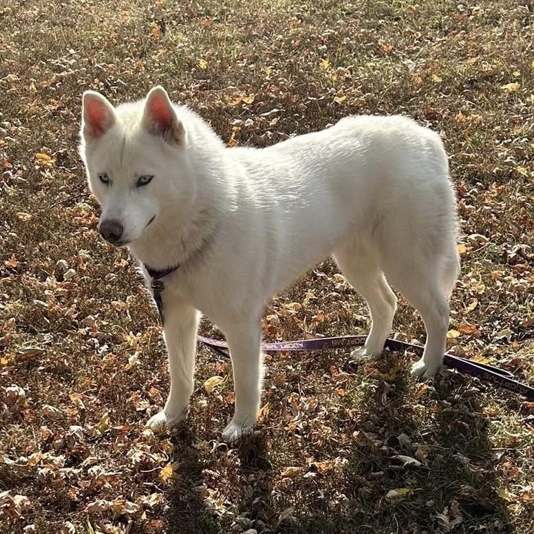 Frankie, a Adoptable mixed breed in Blaine, MN image 4/6