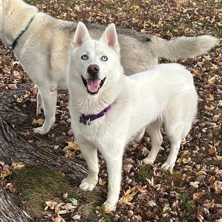Frankie, a Adoptable mixed breed in Blaine, MN image 5/6