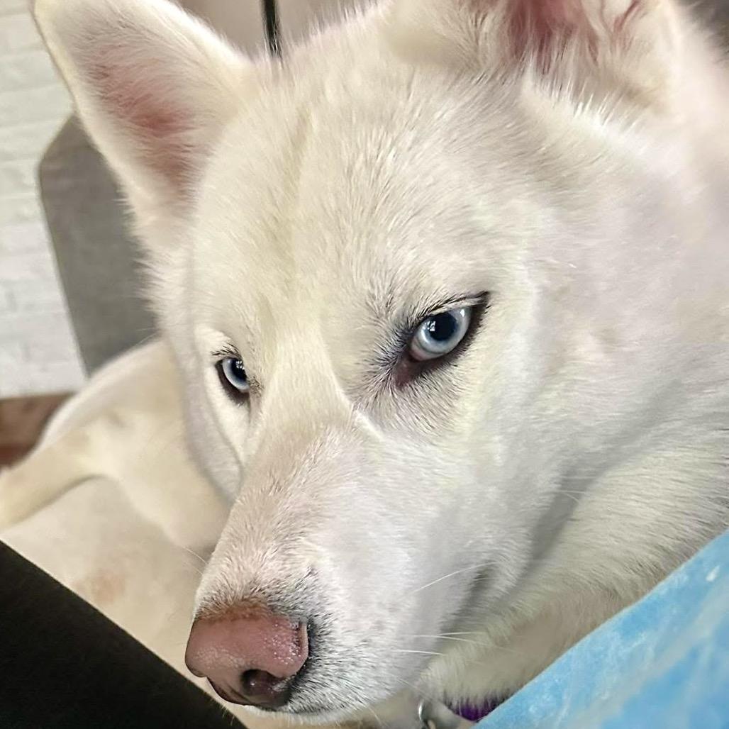 Frankie, a Adoptable mixed breed in Blaine, MN image 6/6