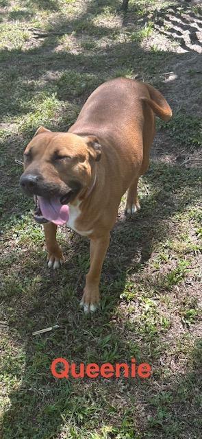 Queenie, a Adoptable mixed breed in Zimmerman, MN image 3/5
