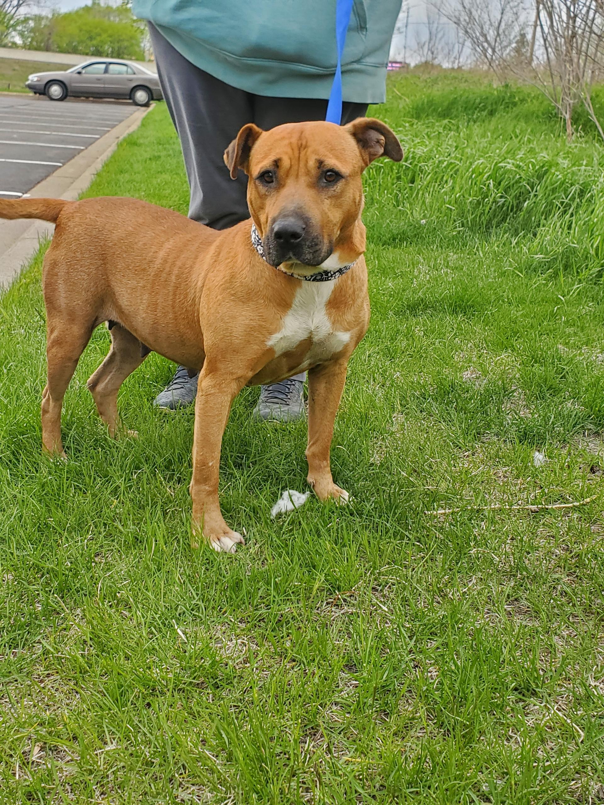 Queenie, a Adoptable mixed breed in Zimmerman, MN image 2/5