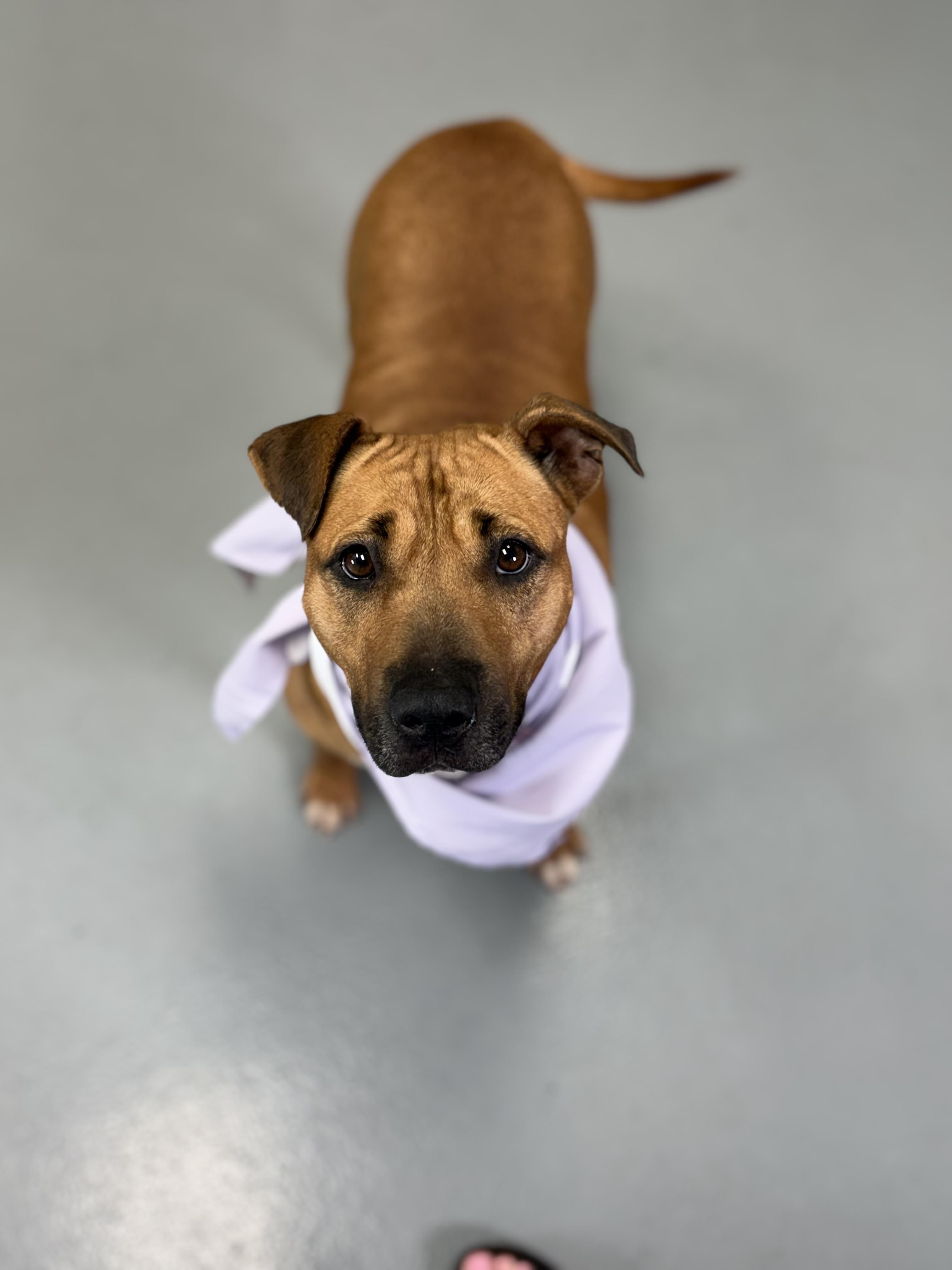 Queenie, Adoptable, Adult Female Pit Bull Terrier.