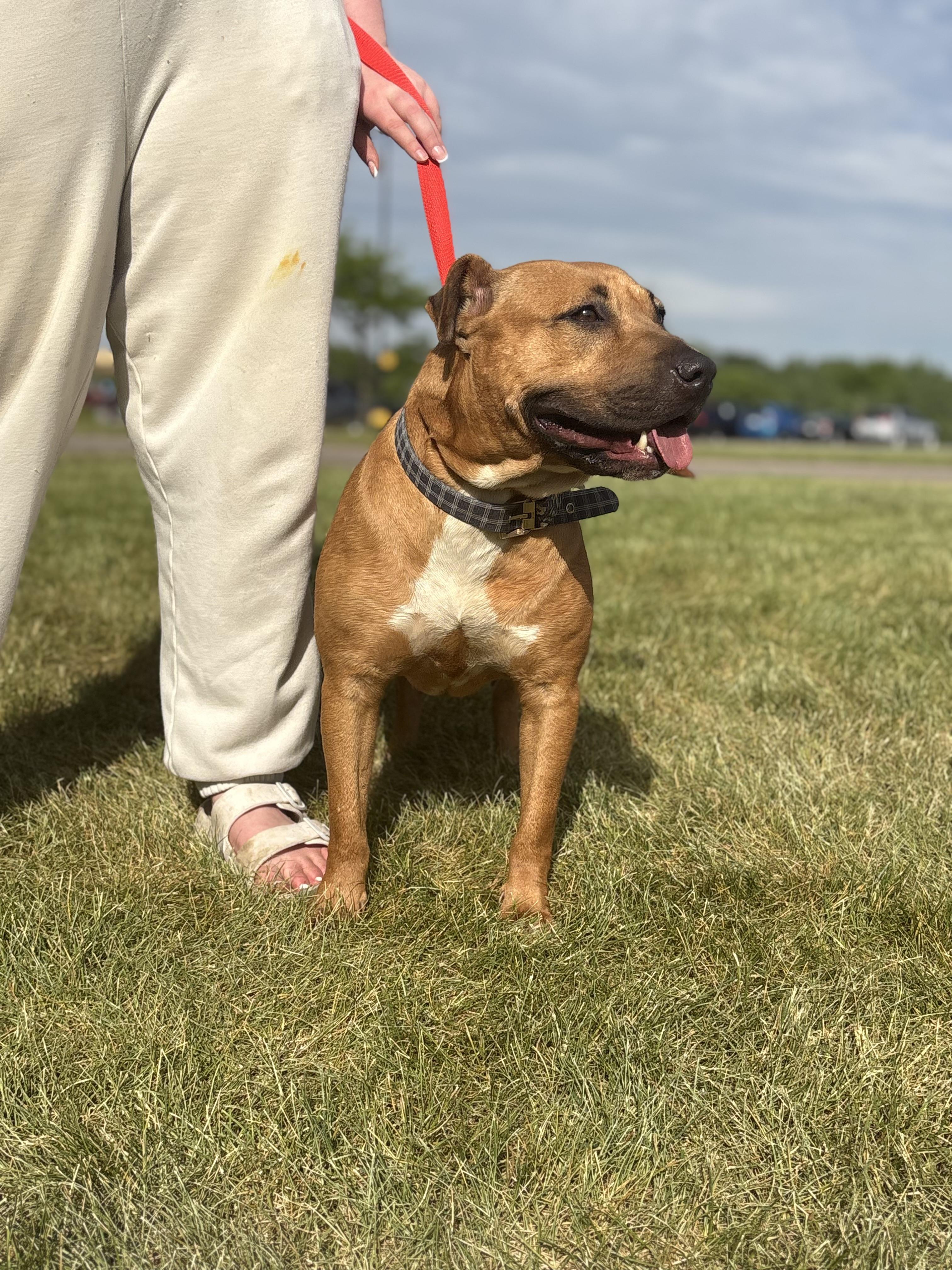 Queenie, a Adoptable mixed breed in Zimmerman, MN image 4/5