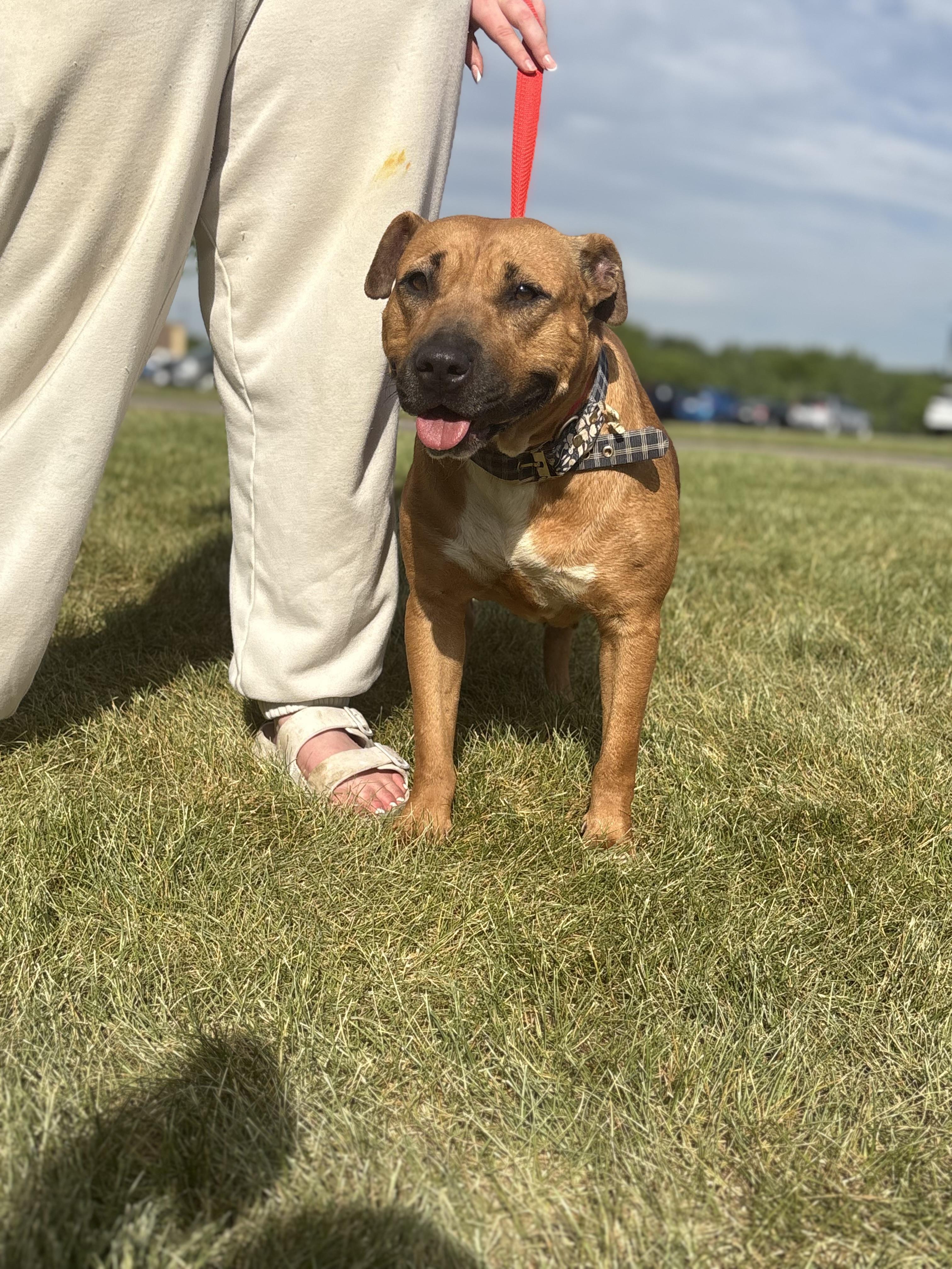 Queenie, a Adoptable mixed breed in Zimmerman, MN image 5/5