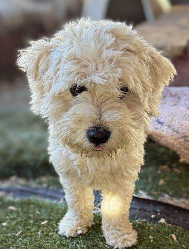 Dreamer, an adoptable Cockapoo, Poodle in San Diego, CA, 92117 | Photo Image 1