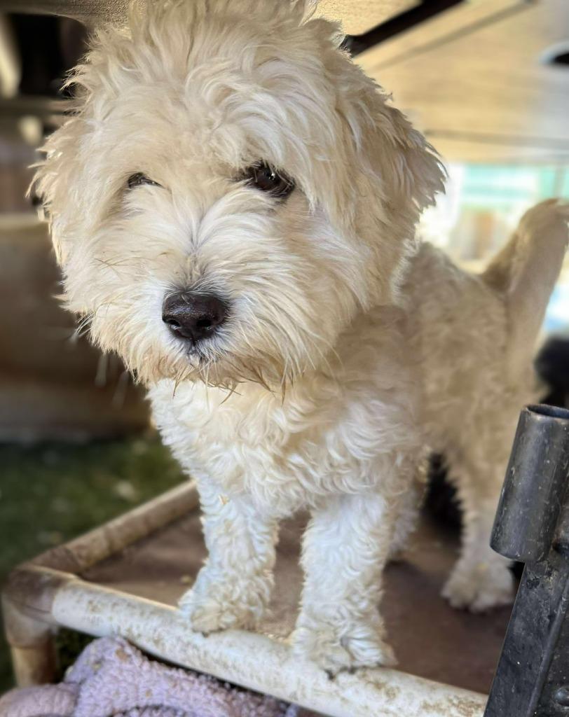 Dreamer, an adoptable Cockapoo, Poodle in San Diego, CA, 92117 | Photo Image 3