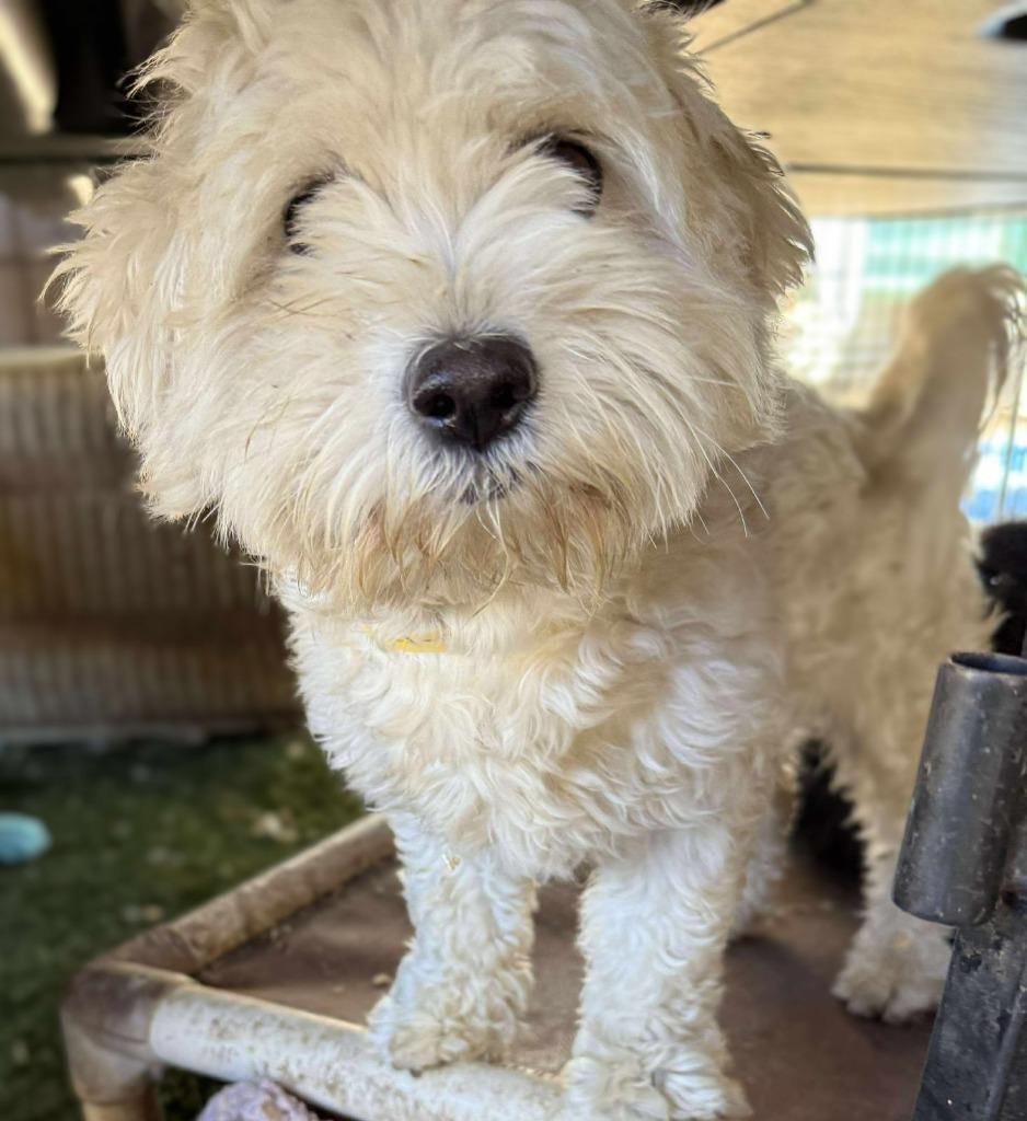 Dreamer, an adoptable Cockapoo, Poodle in San Diego, CA, 92117 | Photo Image 2