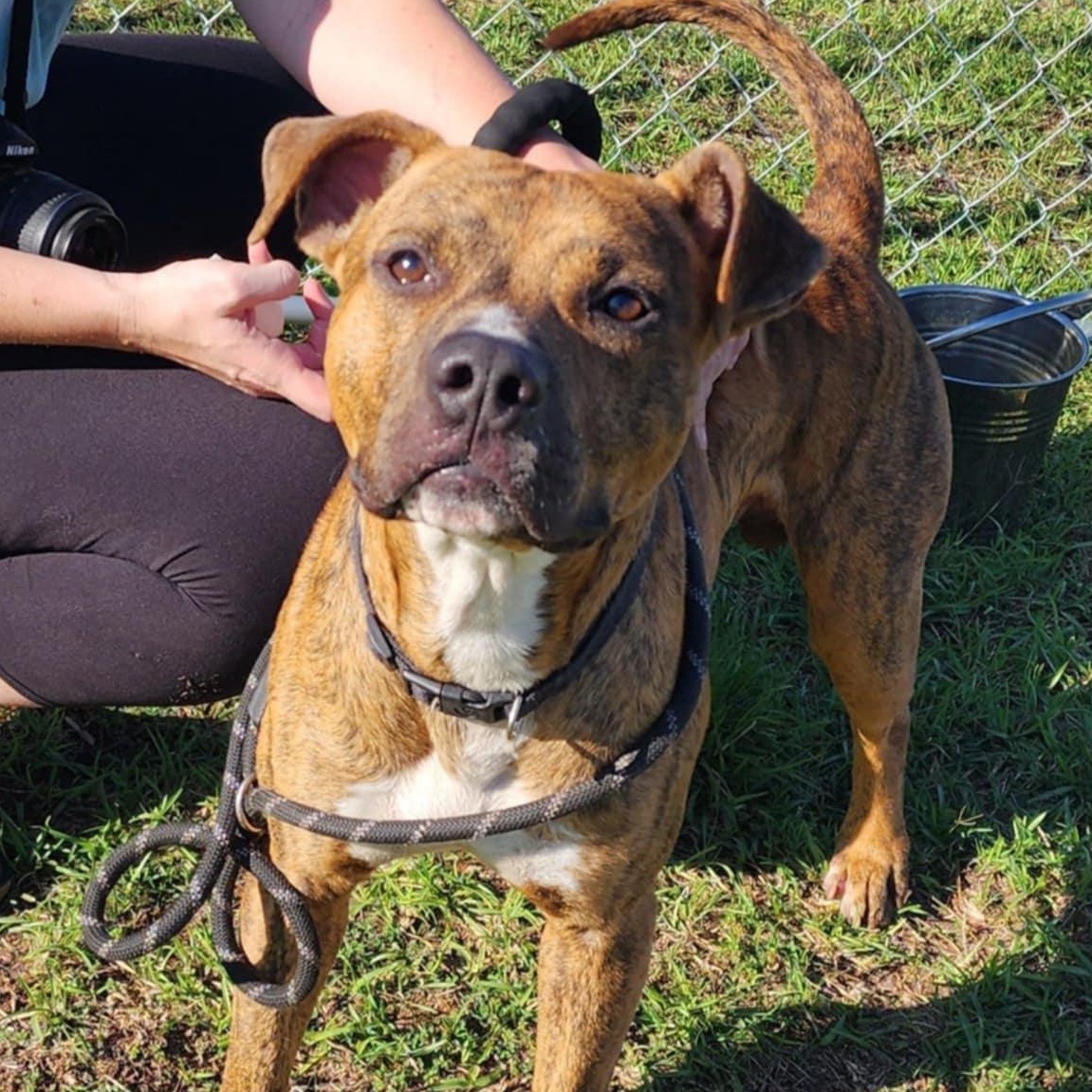 TIGGER, Adult Male American Staffordshire Terrier