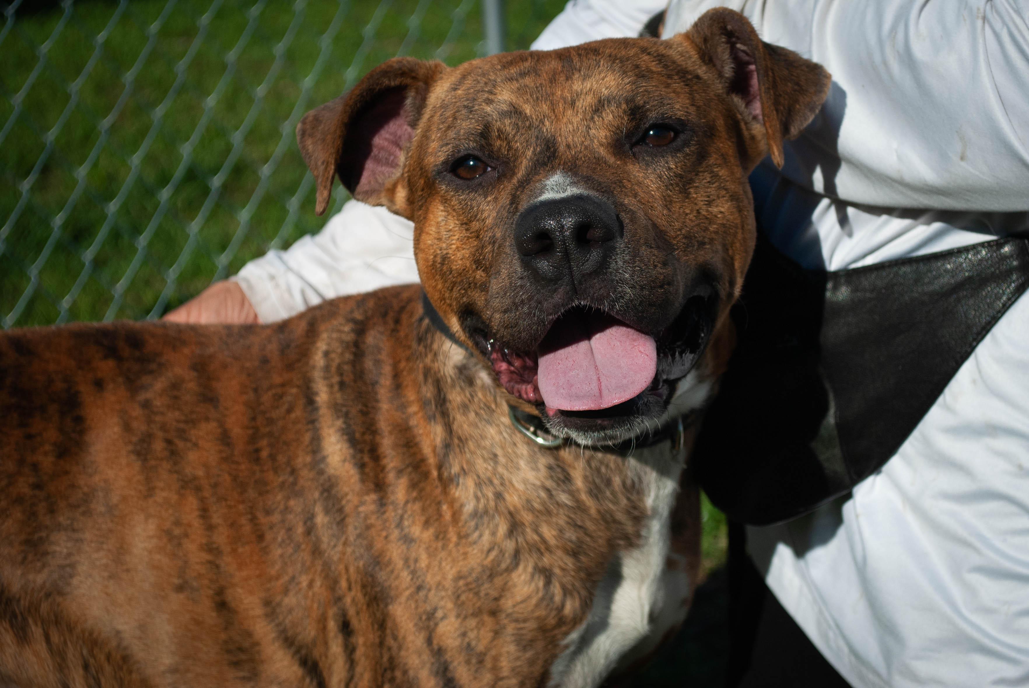 TIGGER photo 4