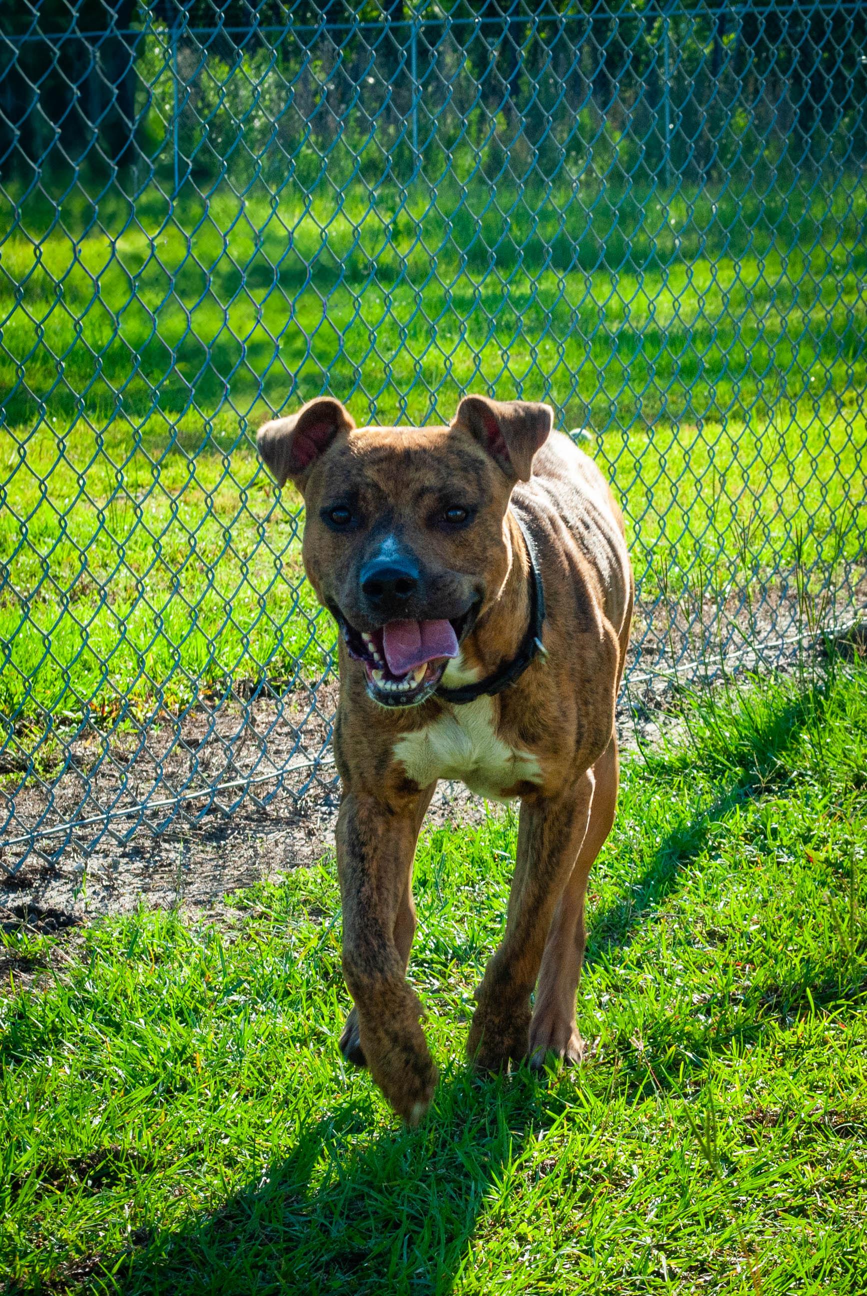 TIGGER photo 3