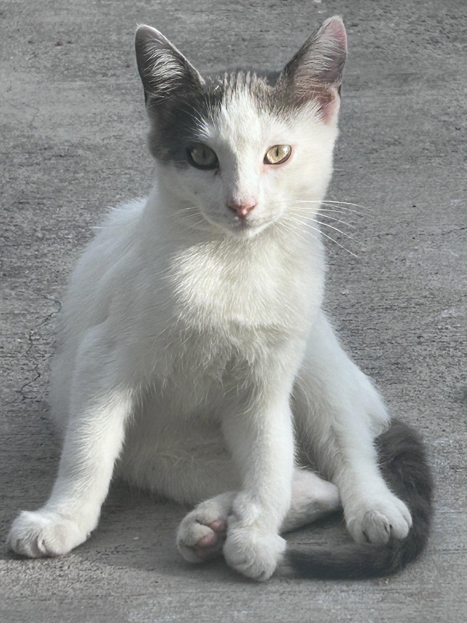 ZZ    Marshmallow, Adoptable, Young Male Domestic Short Hair.