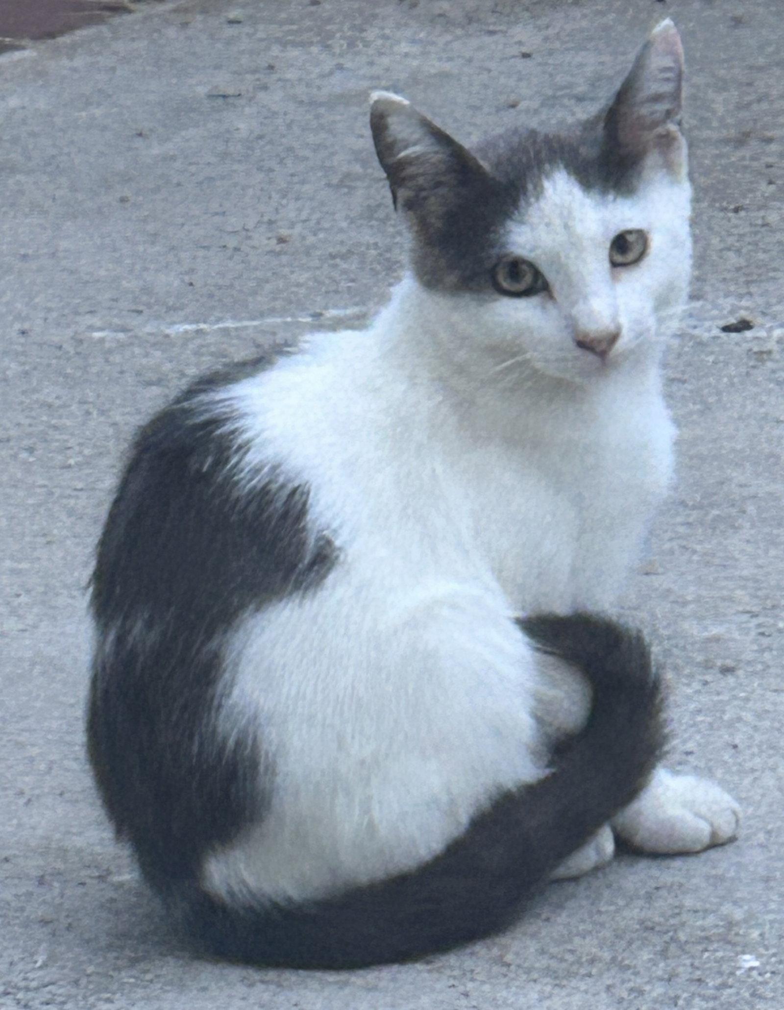 Enlarge ZZ    Marshmallow, a Adoptable Domestic Short Hair in Seal Beach, CA image 2/2