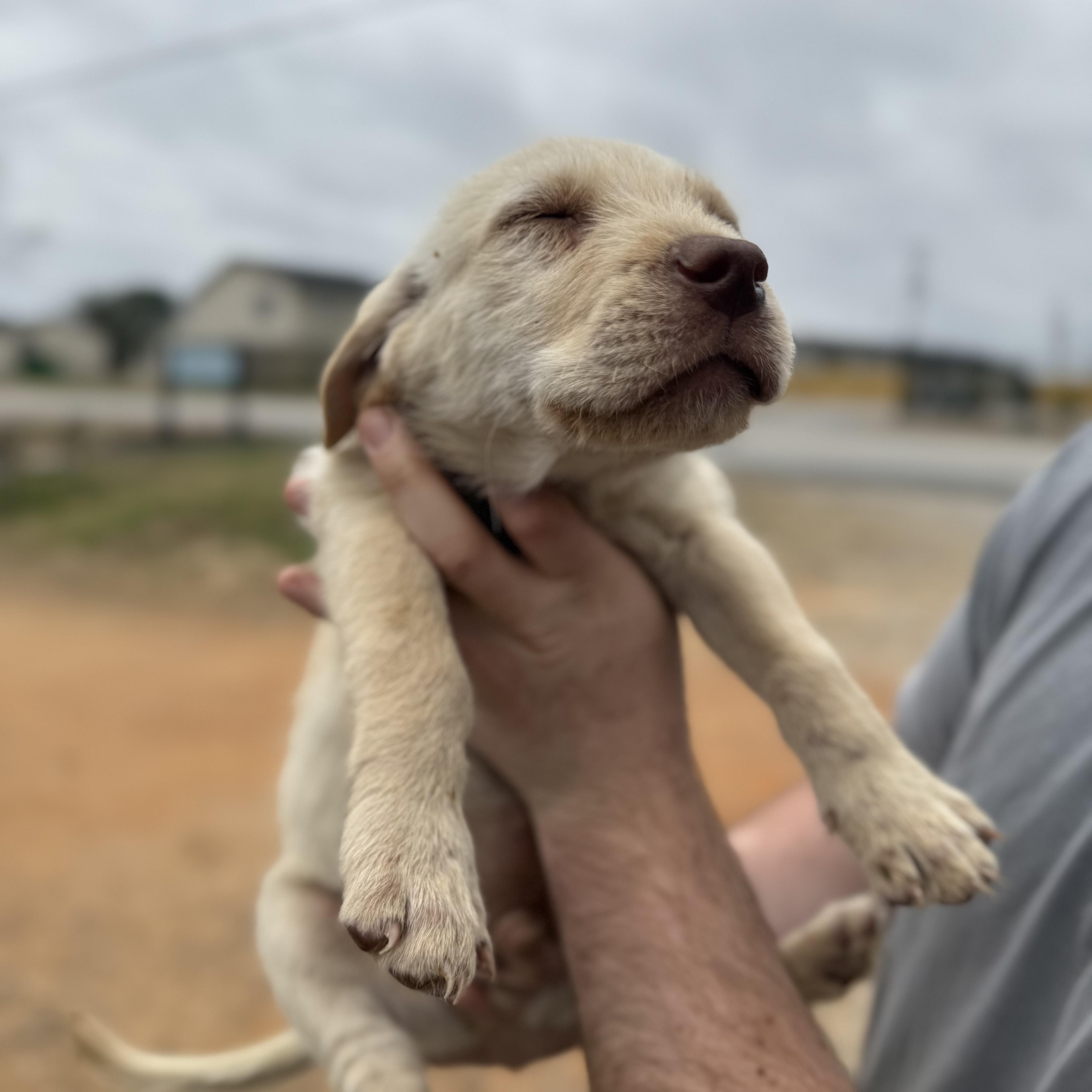 Transmission — thumbnail 2