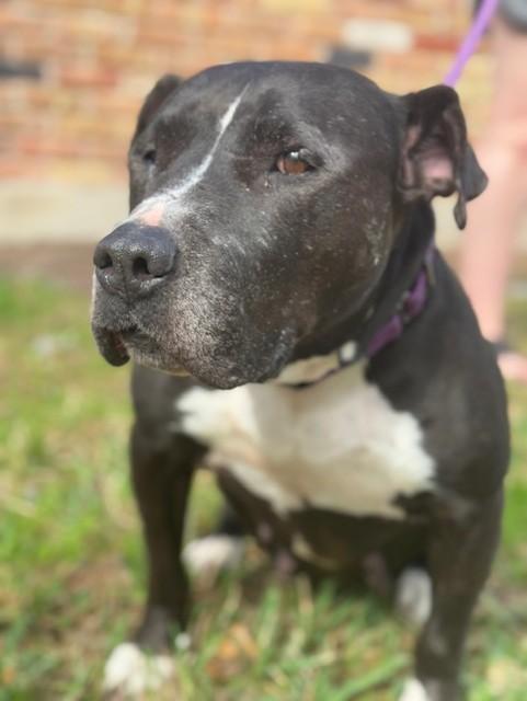 Enlarge Betty, an adopted mixed breed in Marlborough, MA image 2/6