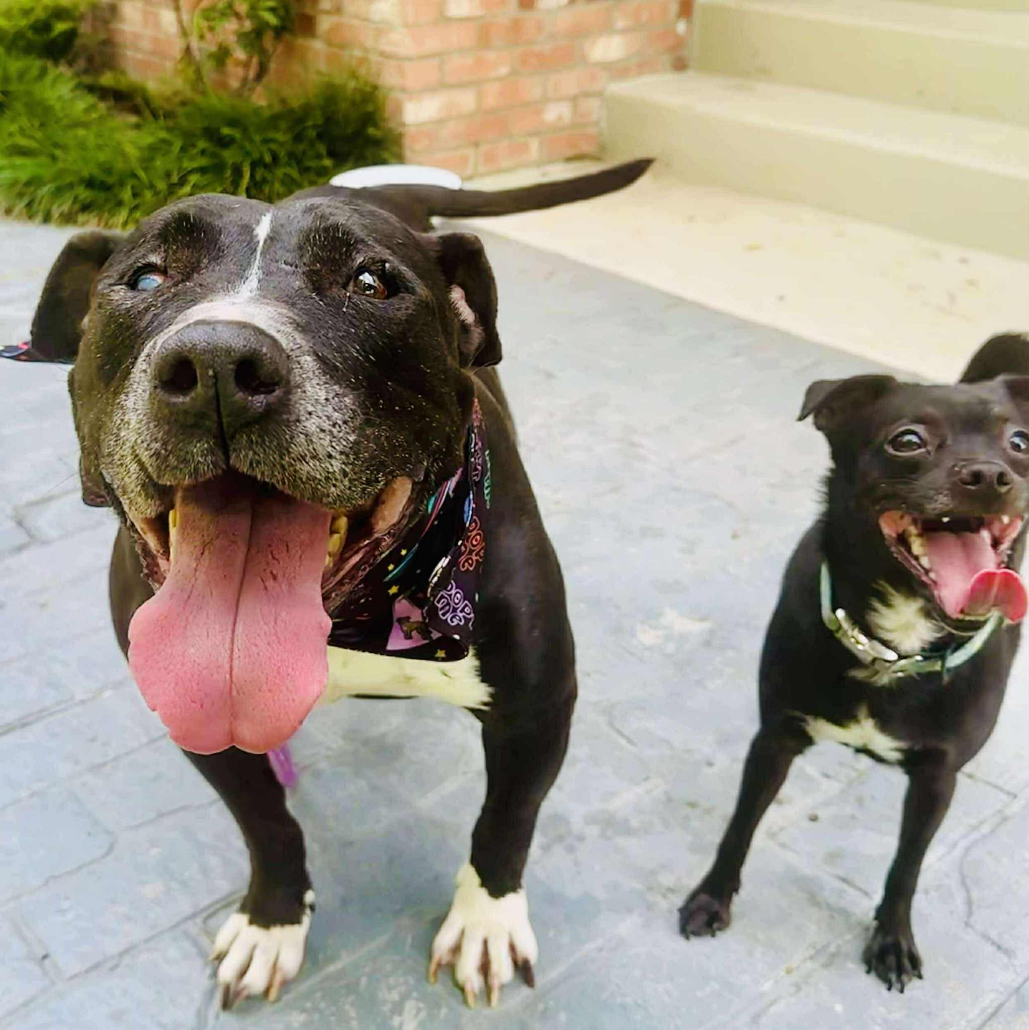 Enlarge Betty, an adopted mixed breed in Marlborough, MA image 3/6