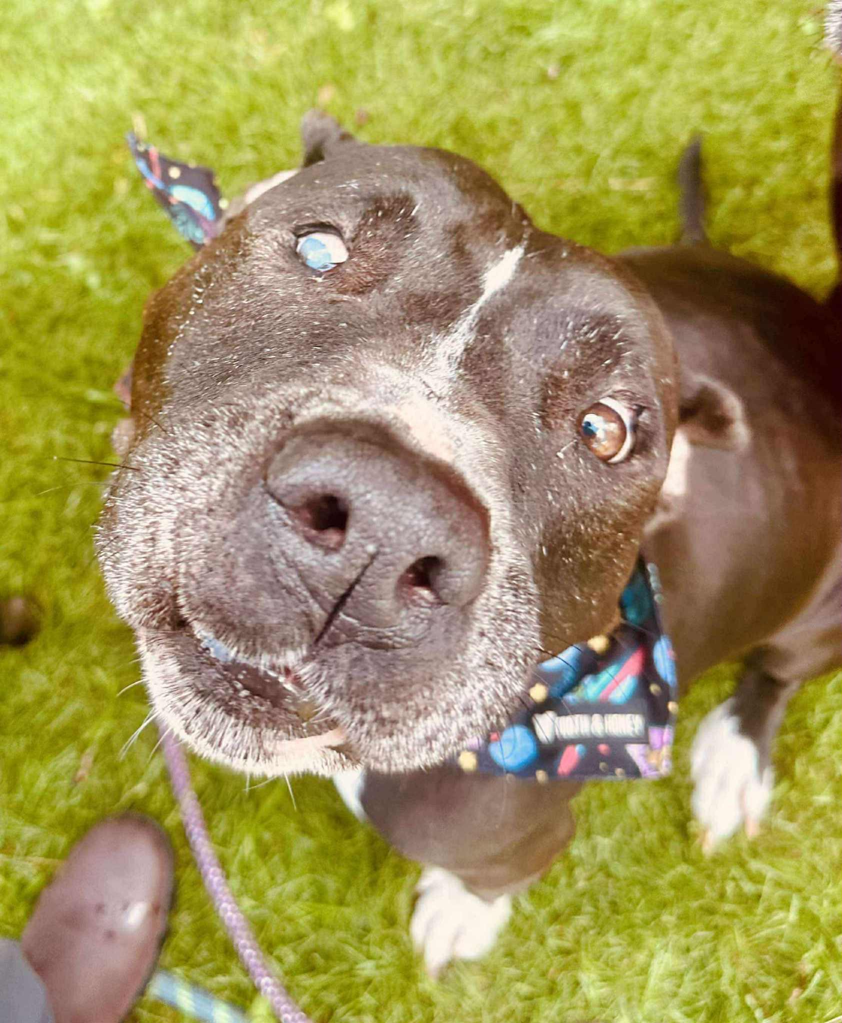 Enlarge Betty, an adopted mixed breed in Marlborough, MA image 4/6