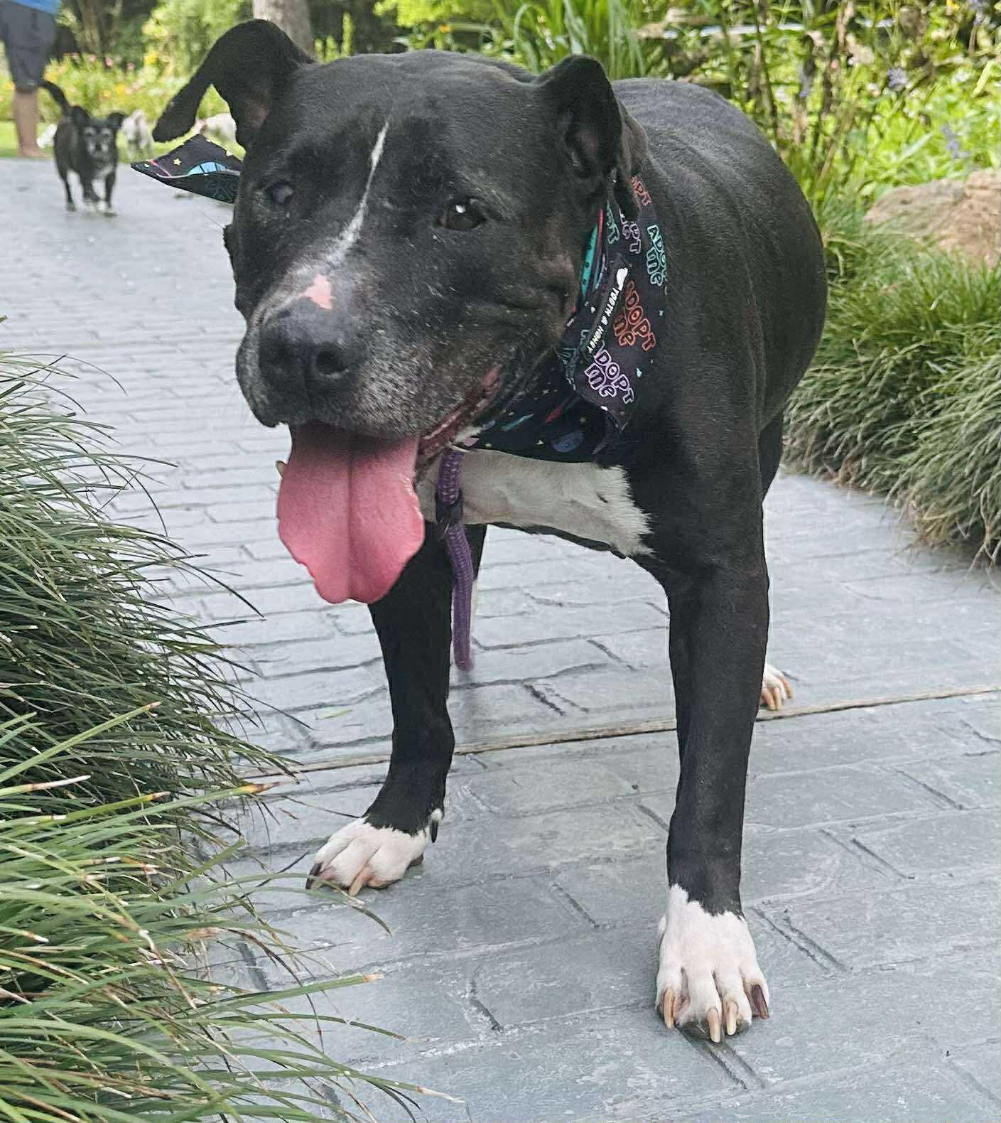 Enlarge Betty, an adopted mixed breed in Marlborough, MA image 5/6