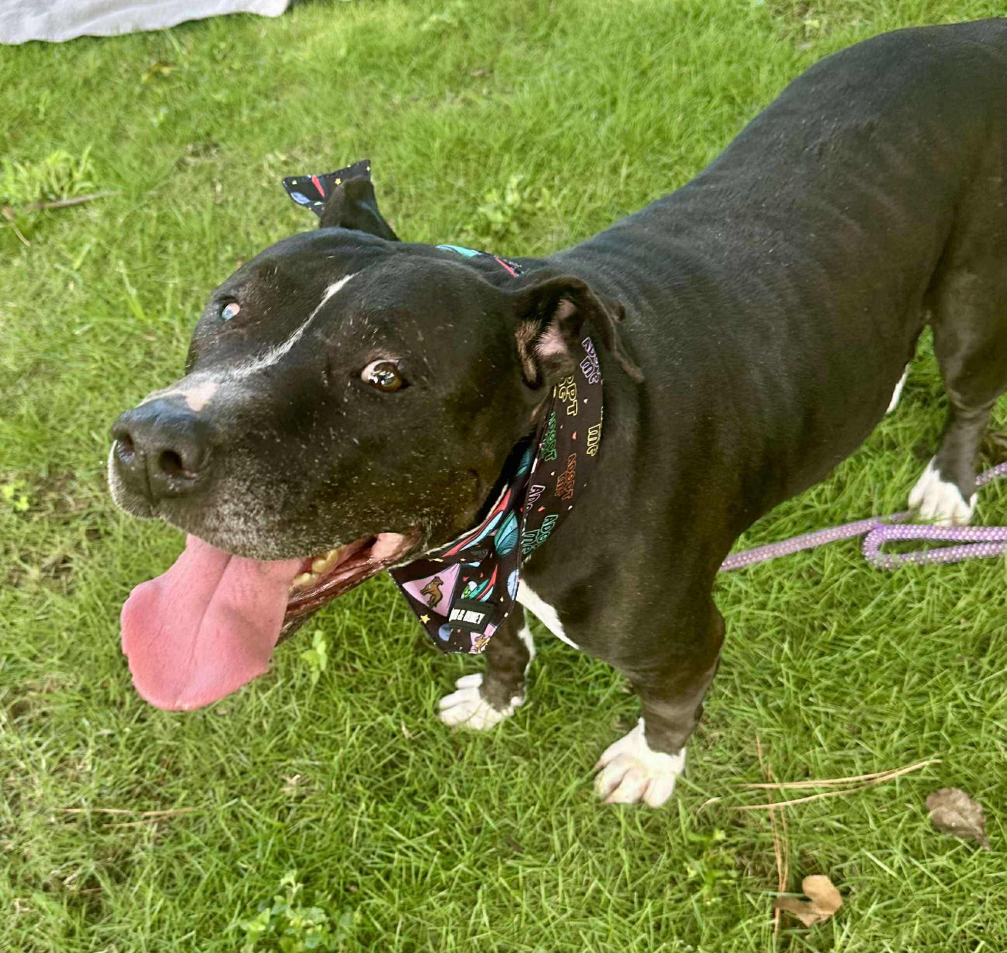 Enlarge Betty, an adopted mixed breed in Marlborough, MA image 6/6