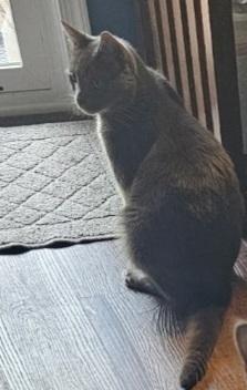 Frankie, Adoptable, Young Male Russian Blue & American Shorthair.