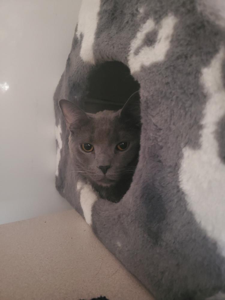 Enlarge Frankie, a Adoptable mixed breed in Skippack, PA image 2/3