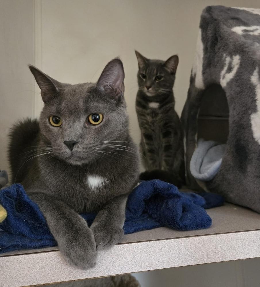 Enlarge Frankie, a Adoptable mixed breed in Skippack, PA image 3/3