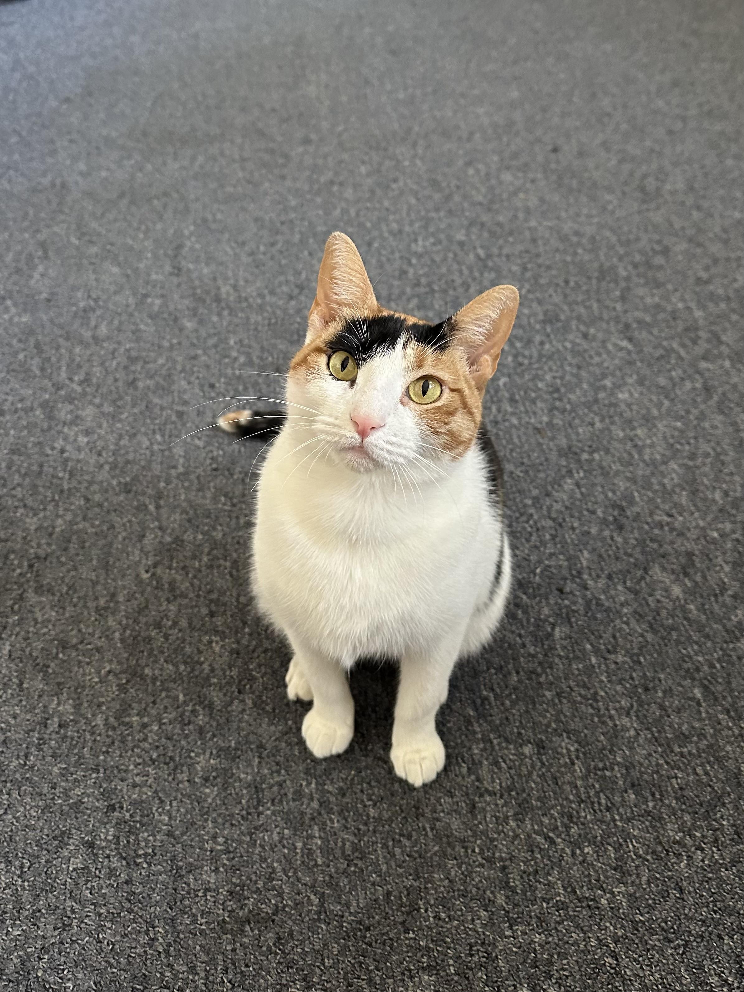 Enlarge Ashley, a Adoptable Domestic Short Hair in Brooklyn, NY image 5/5