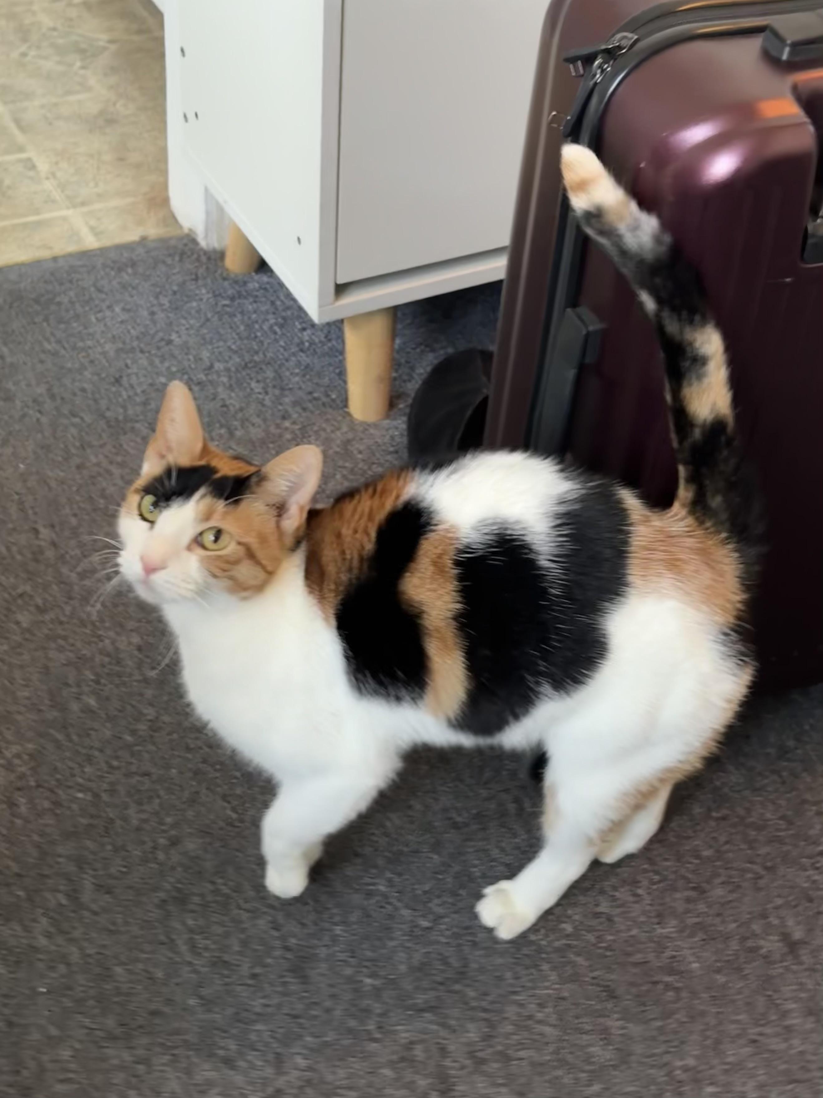 Enlarge Ashley, a Adoptable Domestic Short Hair in Brooklyn, NY image 2/5