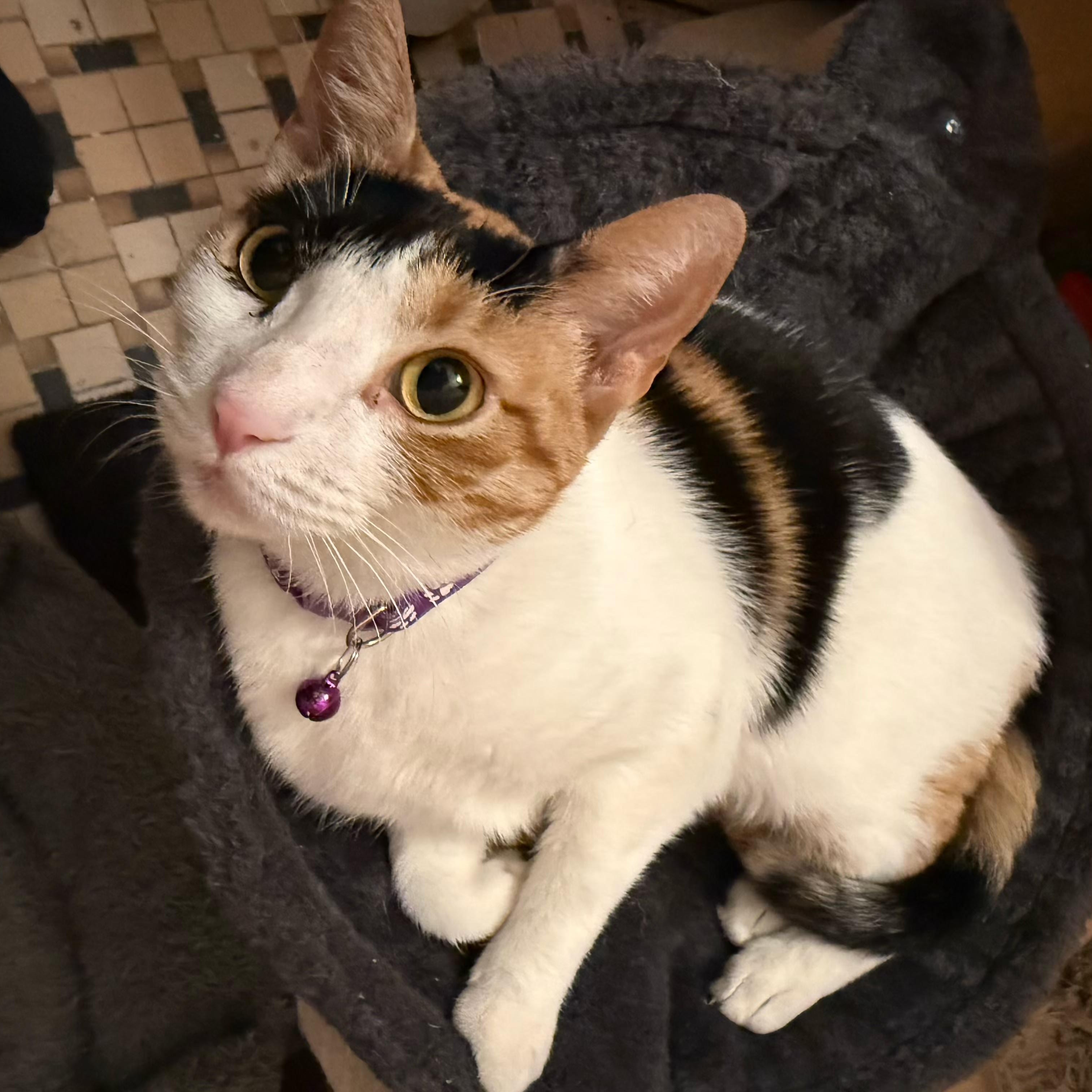 Enlarge Ashley, a Adoptable Domestic Short Hair in Brooklyn, NY image 3/5