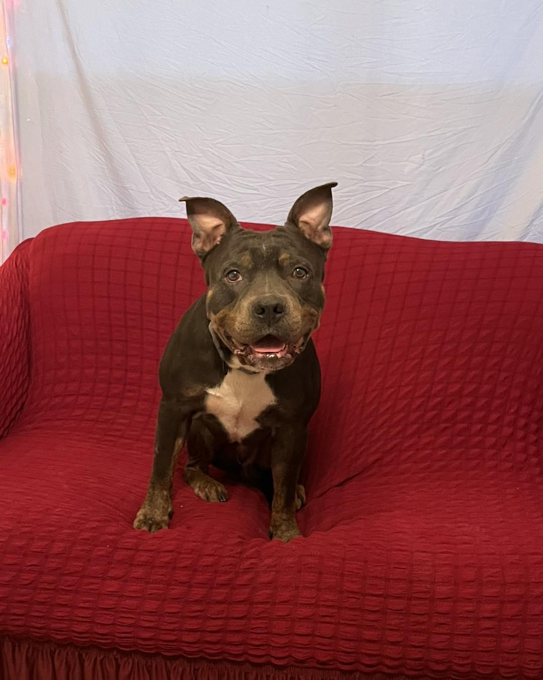 Enlarge Bobo, a Adoptable mixed breed in Austin , TX image 3/5