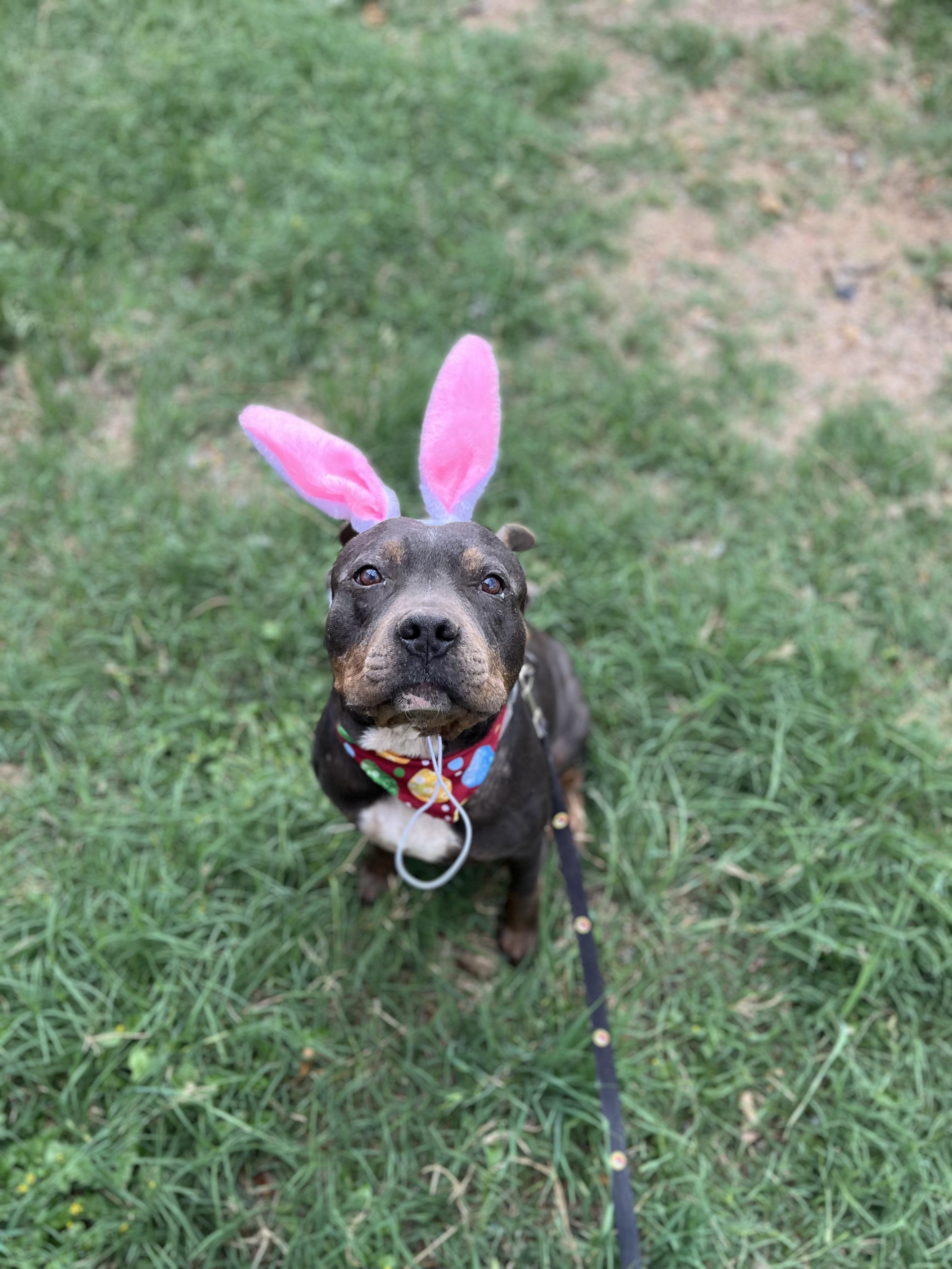 Enlarge Bobo, a Adoptable mixed breed in Austin , TX image 1/5