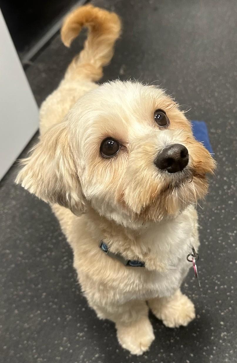 Happy Dog, adopted, Young Male Yorkshire Terrier.