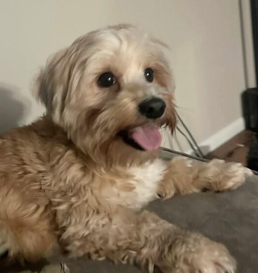 Happy Dog, ADOPTABLE, Young Male Yorkshire Terrier.