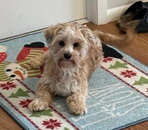 Enlarge Happy Dog, an adopted mixed breed in Menomonee Falls, WI image 3/4