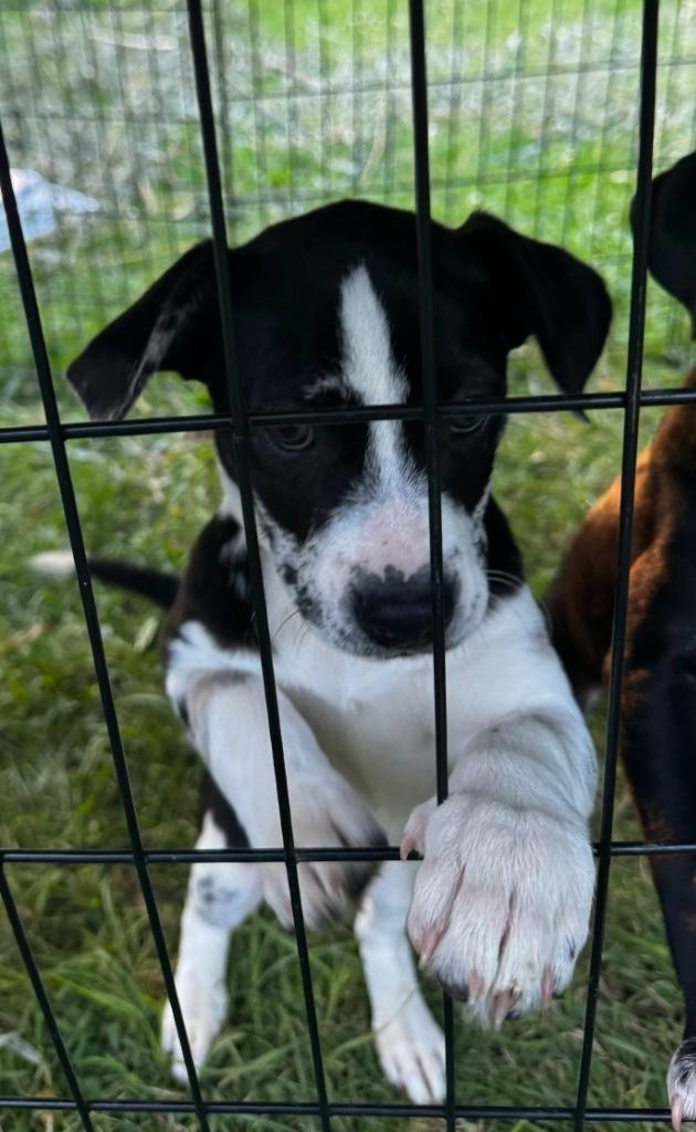 Enlarge Nami, a Adoptable mixed breed in Fayetteville, TN image 1/1