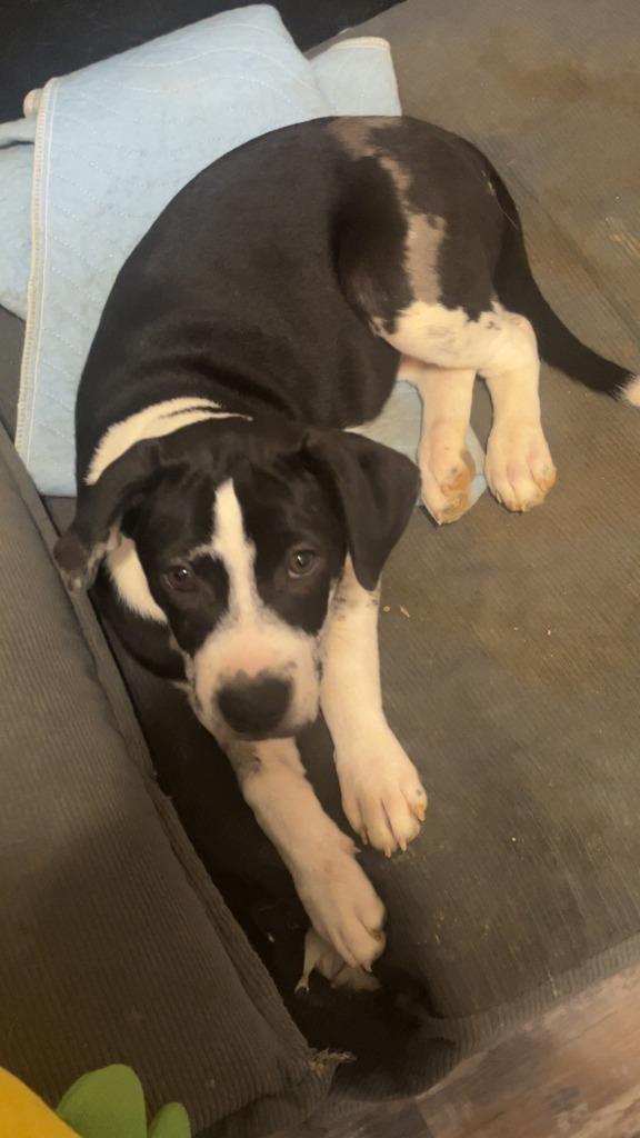 Enlarge Nami, a Adoptable mixed breed in Fayetteville, TN image 2/2
