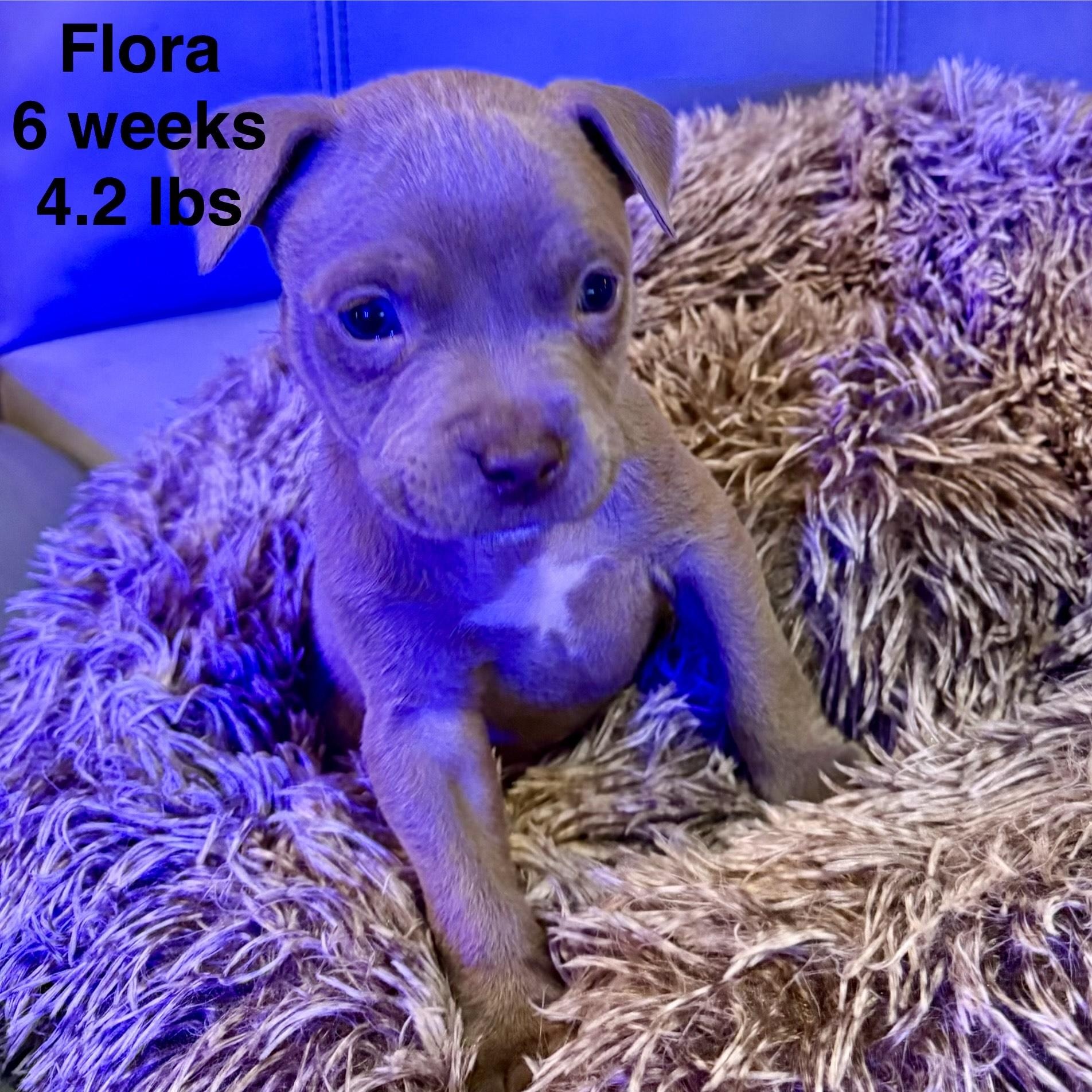 Flora — thumbnail 3