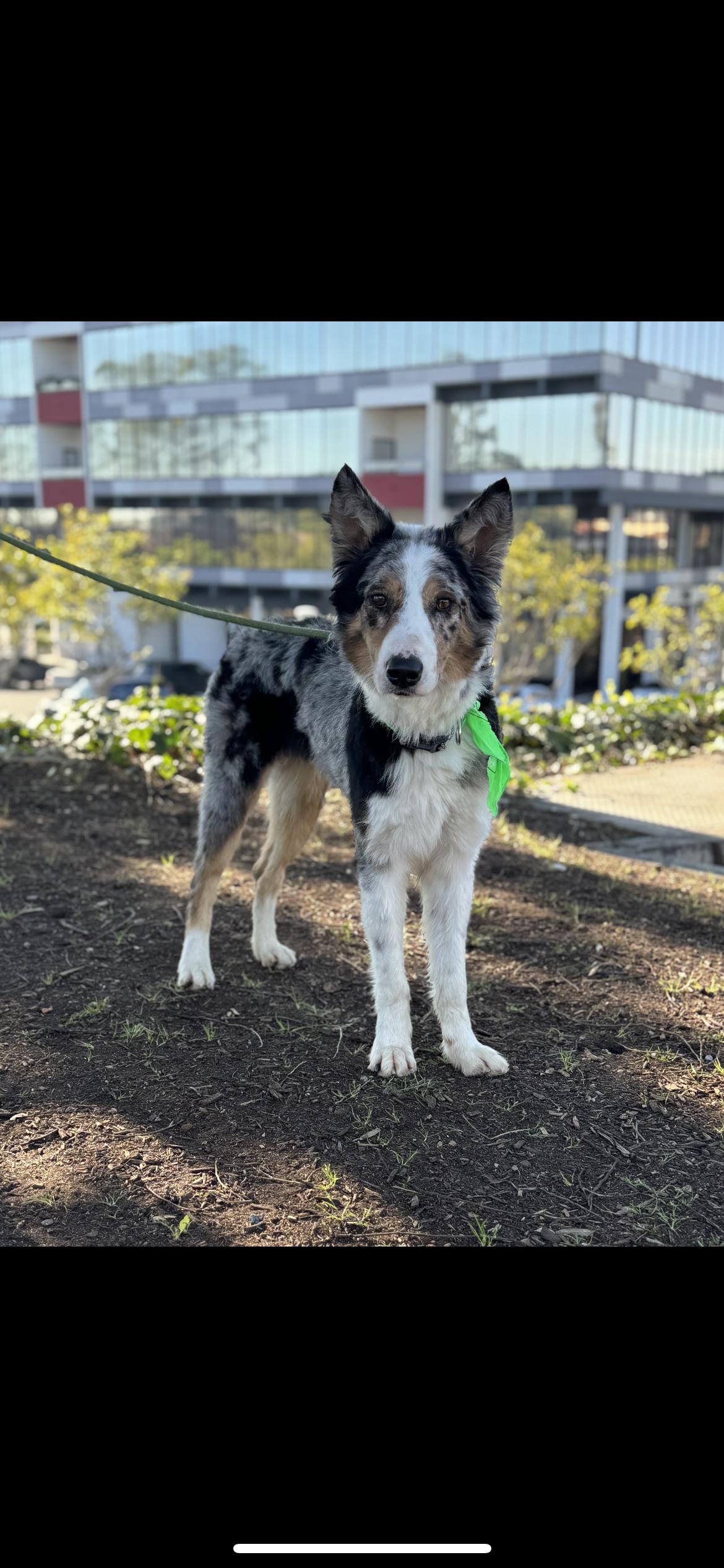 Enlarge Indiana Bones , a ADOPTABLE mixed breed in Hamden, CT image 5/6